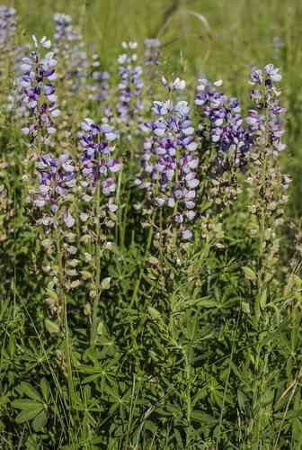 Wild Perennial Lupine(Lupinus perennis)