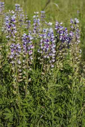 Wild Perennial Lupine(Lupinus perennis)