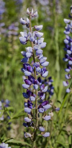 Wild Perennial Lupine