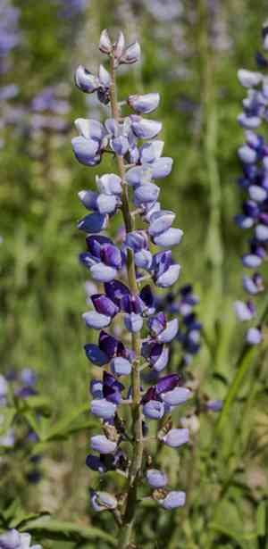 Wild Perennial Lupine(Lupinus perennis)