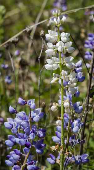 Wild Perennial Lupine(Lupinus perennis)