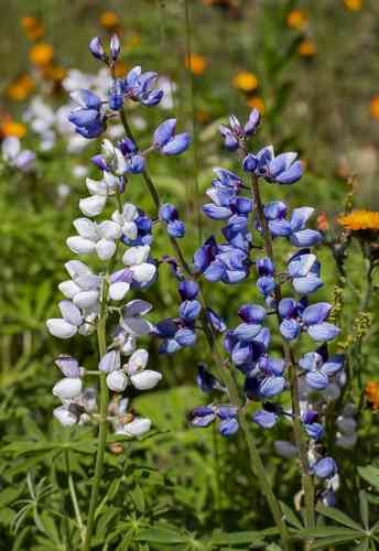 Wild Perennial Lupine(Lupinus perennis)