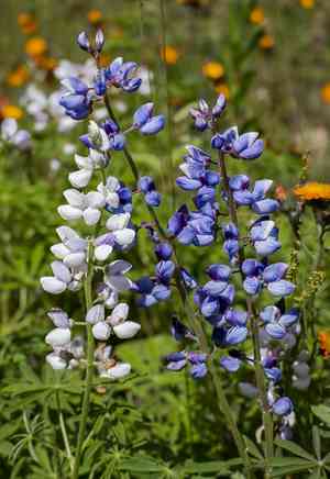 Wild Perennial Lupine(Lupinus perennis)