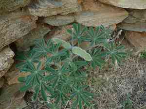 Blue lupine(Lupinus pilosus)