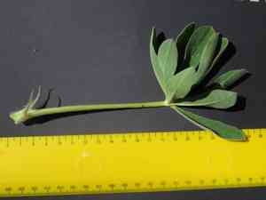 Blue lupine(Lupinus pilosus)