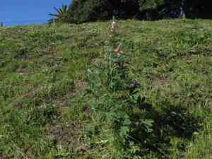Blue lupine(Lupinus pilosus)