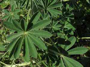 Blue lupine(Lupinus pilosus)