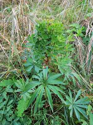 Garden lupine(Lupinus polyphyllus)