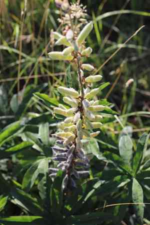Garden lupine(Lupinus polyphyllus)