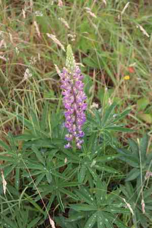 Garden lupine(Lupinus polyphyllus)