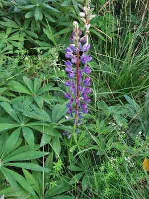 Garden lupine(Lupinus polyphyllus)