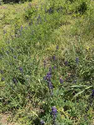Arroyo lupine(Lupinus succulentus)
