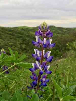 Arroyo lupine(Lupinus succulentus)