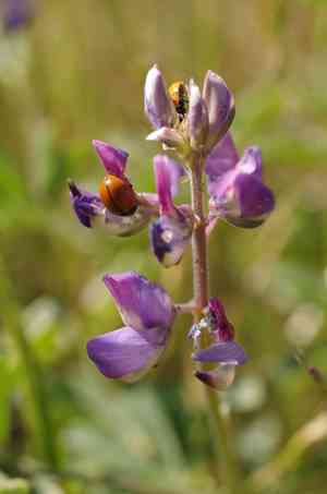 Arroyo lupine(Lupinus succulentus)