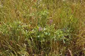 Arroyo lupine(Lupinus succulentus)