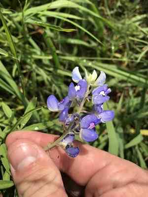 Texas bluebonnet(Lupinus texensis)