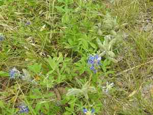 Texas bluebonnet(Lupinus texensis)
