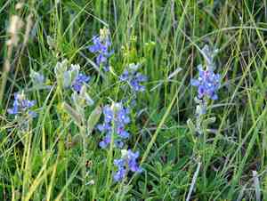 Texas bluebonnet(Lupinus texensis)