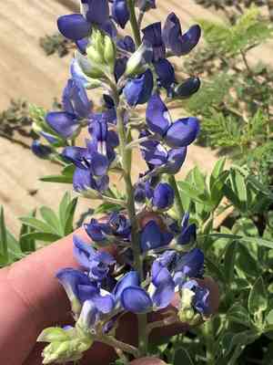 Texas bluebonnet(Lupinus texensis)