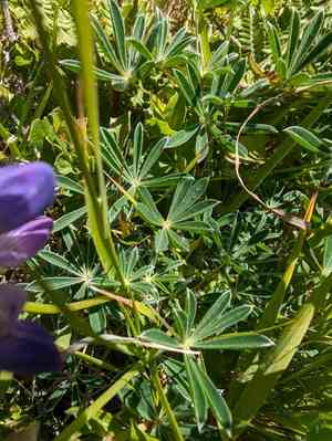 Varied lupine(Lupinus variicolor)