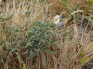 Varied lupine(Lupinus variicolor)