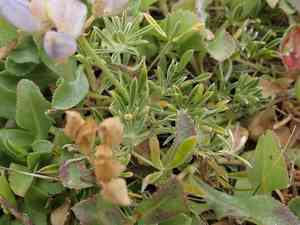 Varied lupine(Lupinus variicolor)