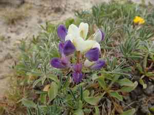 Varied lupine(Lupinus variicolor)