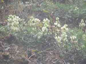 Varied lupine(Lupinus variicolor)