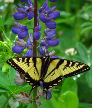 Lupines (Lupinus)(Lupinus)