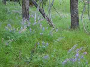 Lupines (Lupinus)(Lupinus)