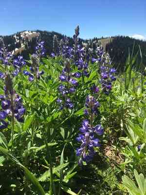 Lupines (Lupinus)(Lupinus)