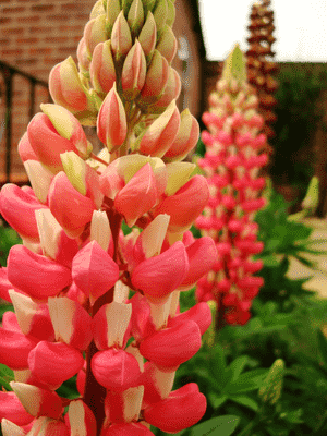 Lupines (Lupinus)(Lupinus)
