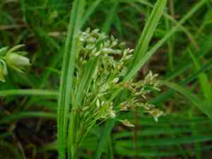White wood-rush(Luzula luzuloides)