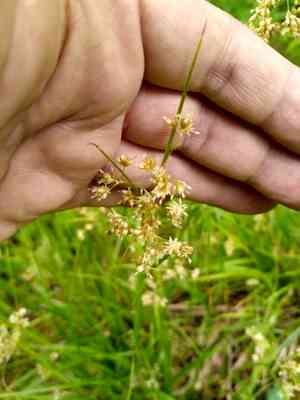 White wood-rush(Luzula luzuloides)