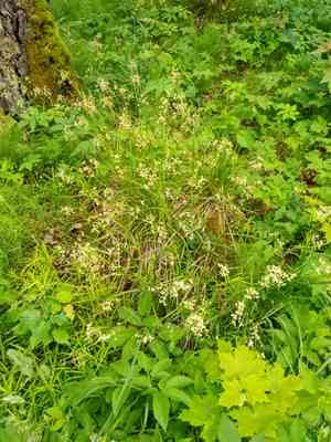 White wood-rush(Luzula luzuloides)