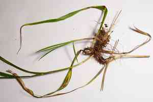 White wood-rush(Luzula luzuloides)