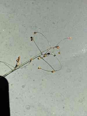 Small-flower wood-rush(Luzula parviflora)