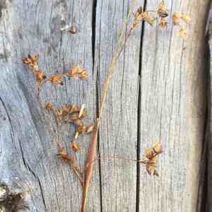 Small-flower wood-rush(Luzula parviflora)