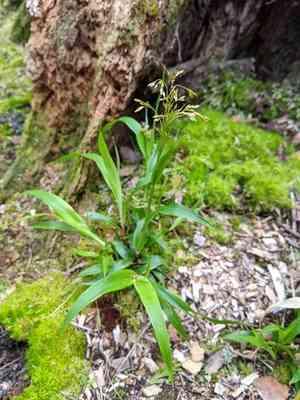 Small-flower wood-rush(Luzula parviflora)