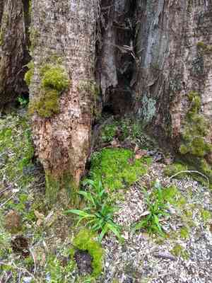 Small-flower wood-rush(Luzula parviflora)