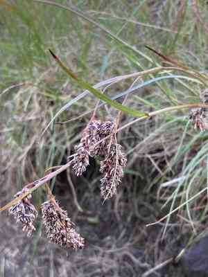 Spiked woodrush(Luzula spicata)