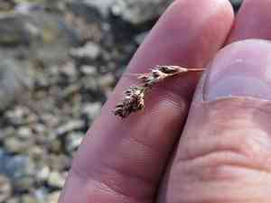 Spiked woodrush(Luzula spicata)