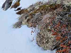Spiked woodrush(Luzula spicata)