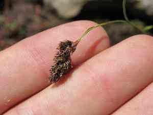 Spiked woodrush(Luzula spicata)