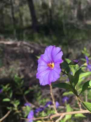 Blue potato bush(Lycianthes rantonnetii)