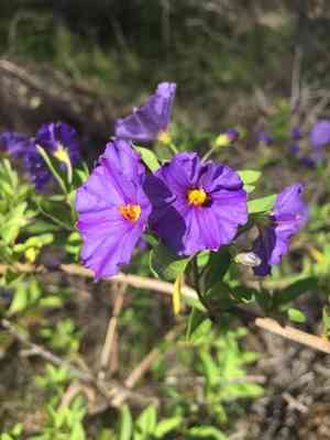 Blue potato bush(Lycianthes rantonnetii)