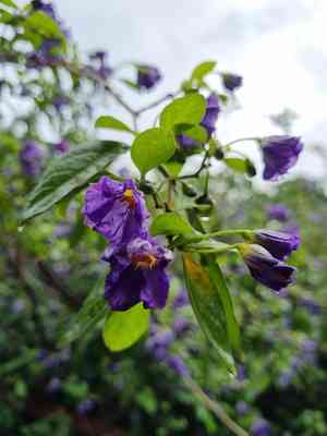 Blue potato bush(Lycianthes rantonnetii)