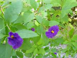 Blue potato bush(Lycianthes rantonnetii)