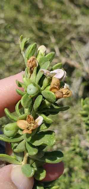 Baja desert-thorn(Lycium brevipes)