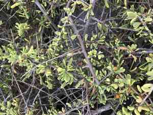Baja desert-thorn(Lycium brevipes)